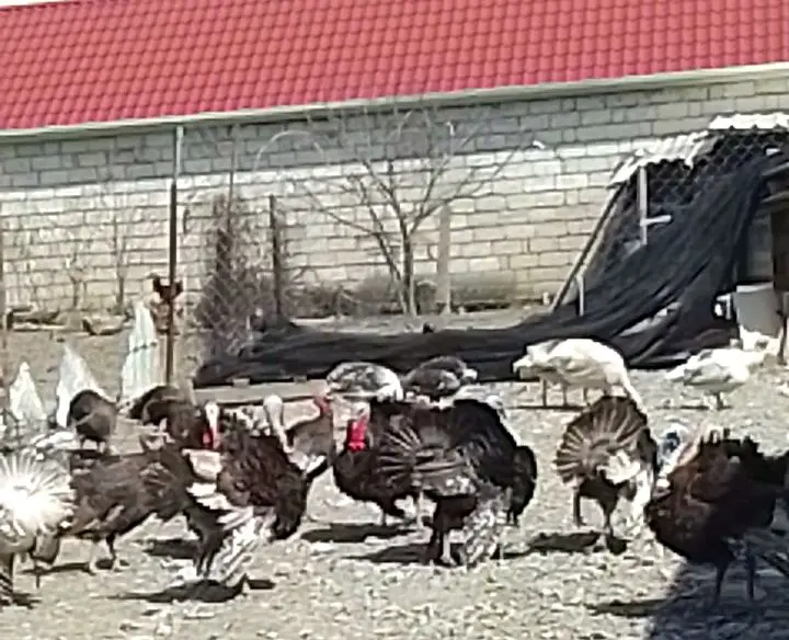 Hinduşkalar — Heyvanlar, Quşlar, Balıqlar, Şabran