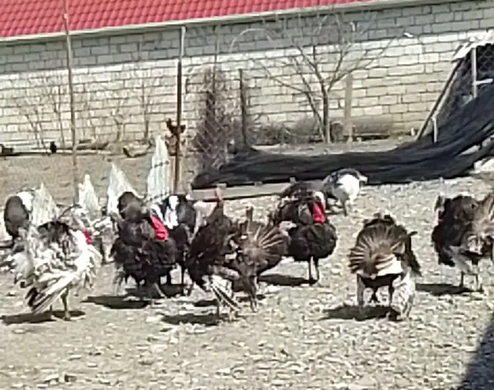 Hinduşkalar — Heyvanlar, Quşlar, Balıqlar, Şabran