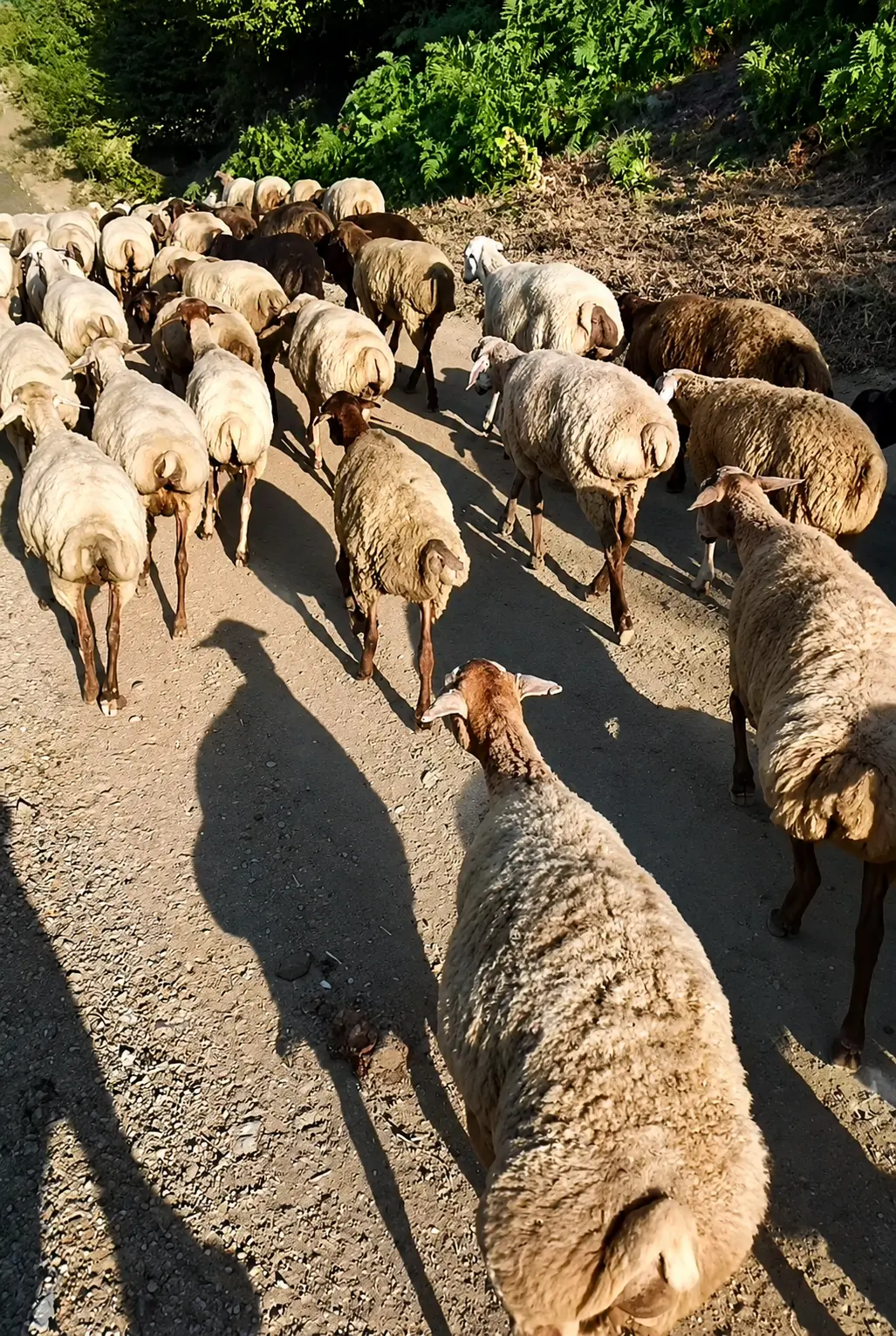 Qoyunlar — Heyvanlar, Quşlar, Balıqlar, Lerik