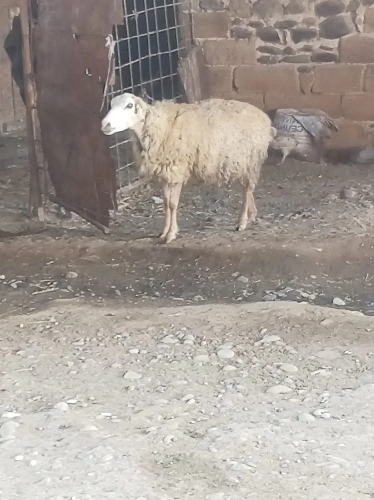 Qoyunlar — Heyvanlar, Quşlar, Balıqlar, Goranboy