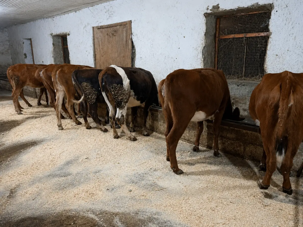 Danalar — Heyvanlar, Quşlar, Balıqlar, Xaçmaz