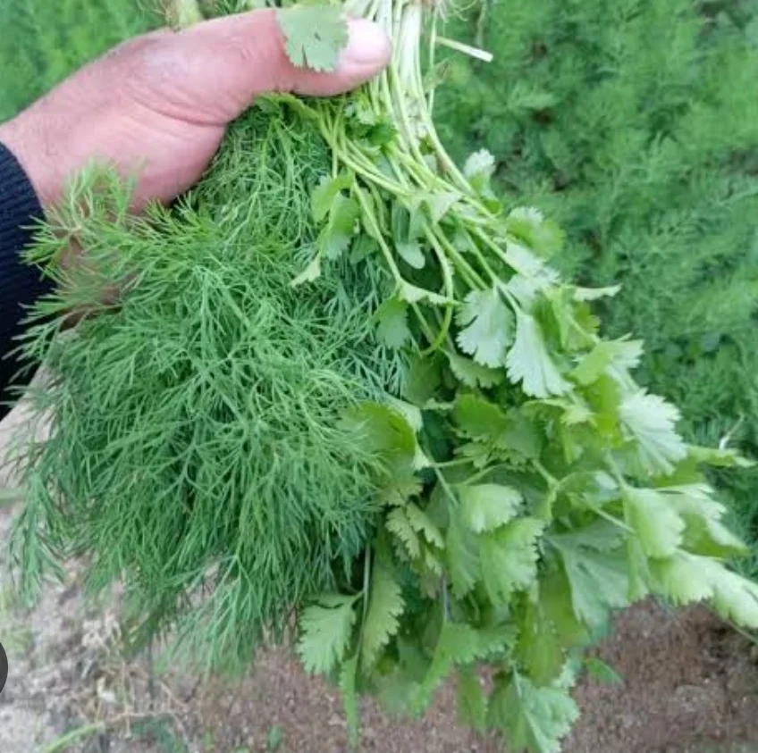 Keşniş — Tərəvəzlər və Göyərtilər, Bakı