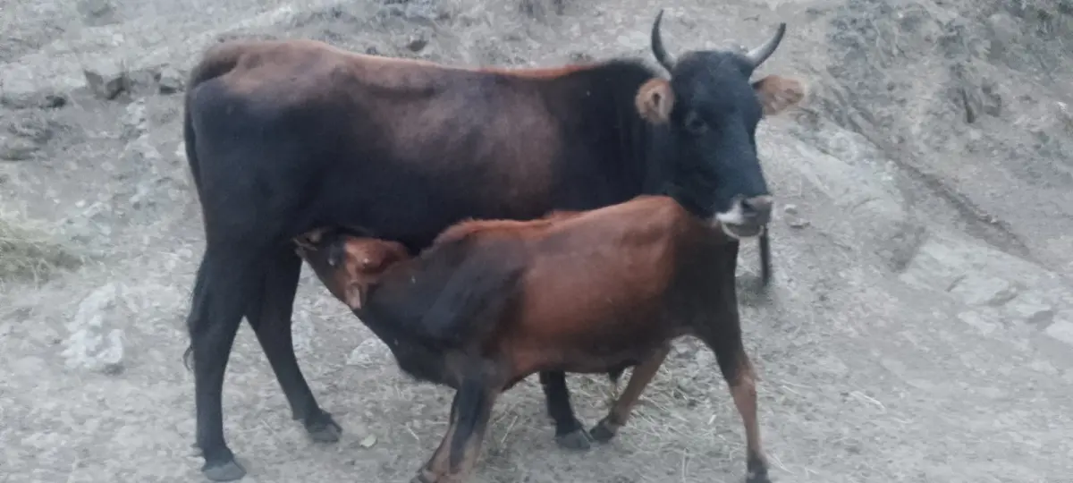 İnək — Heyvanlar, Quşlar, Balıqlar, Astara