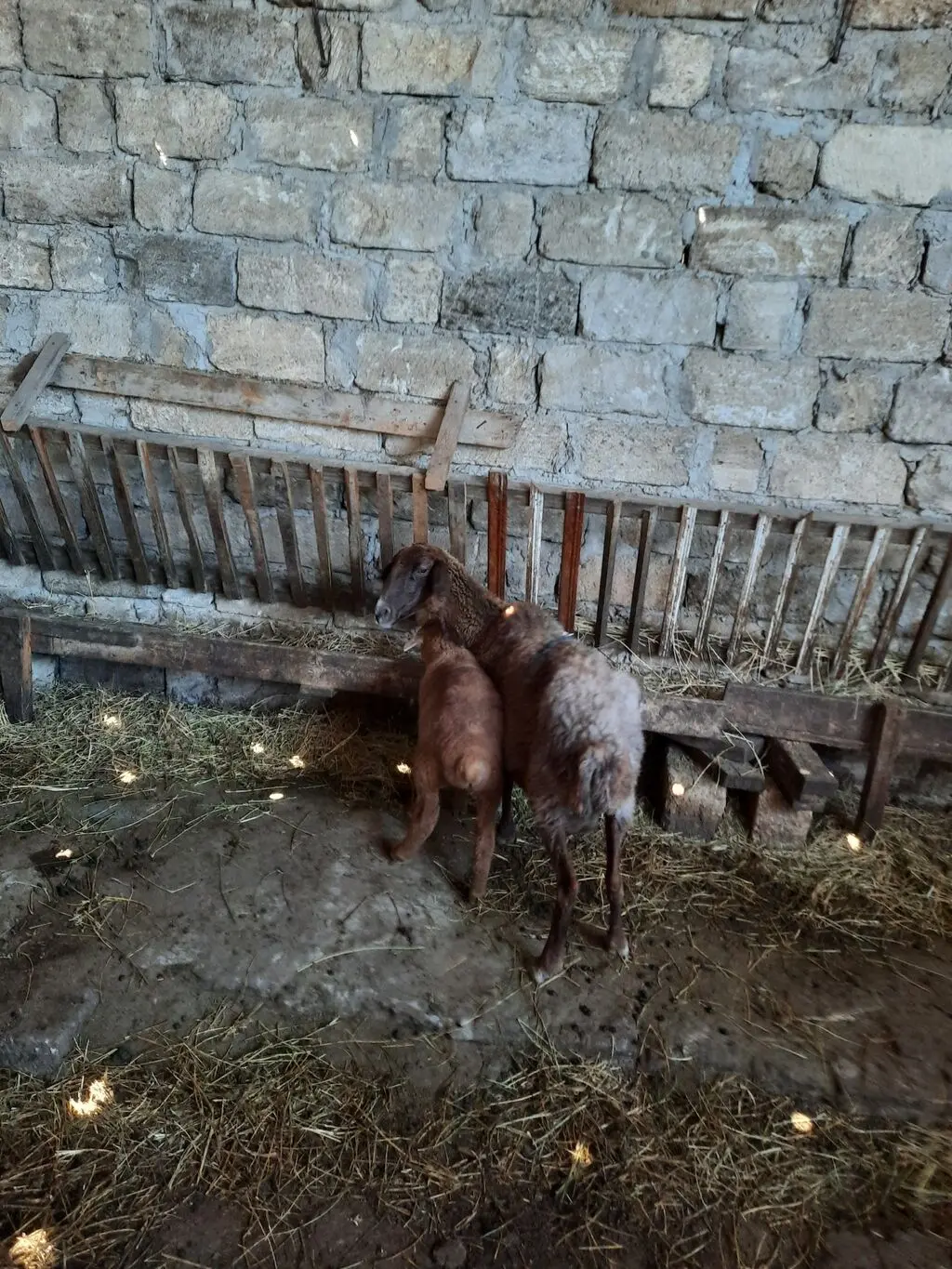 Balalı qoyun — Heyvanlar, Quşlar, Balıqlar, Balakən