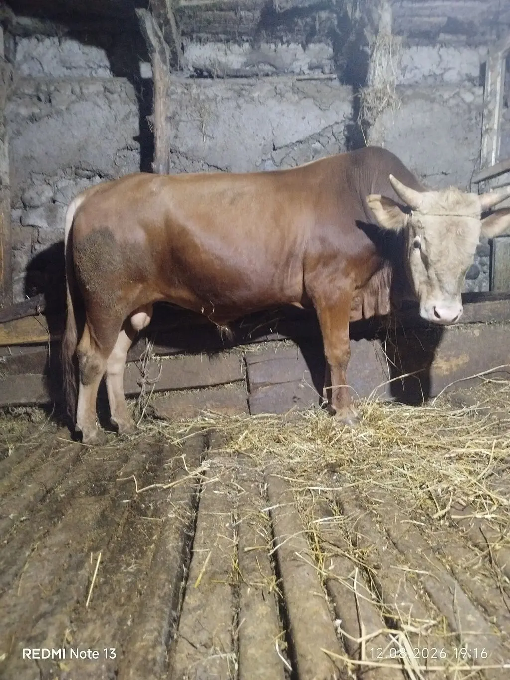 Dana — Heyvanlar, Quşlar, Balıqlar, Lerik