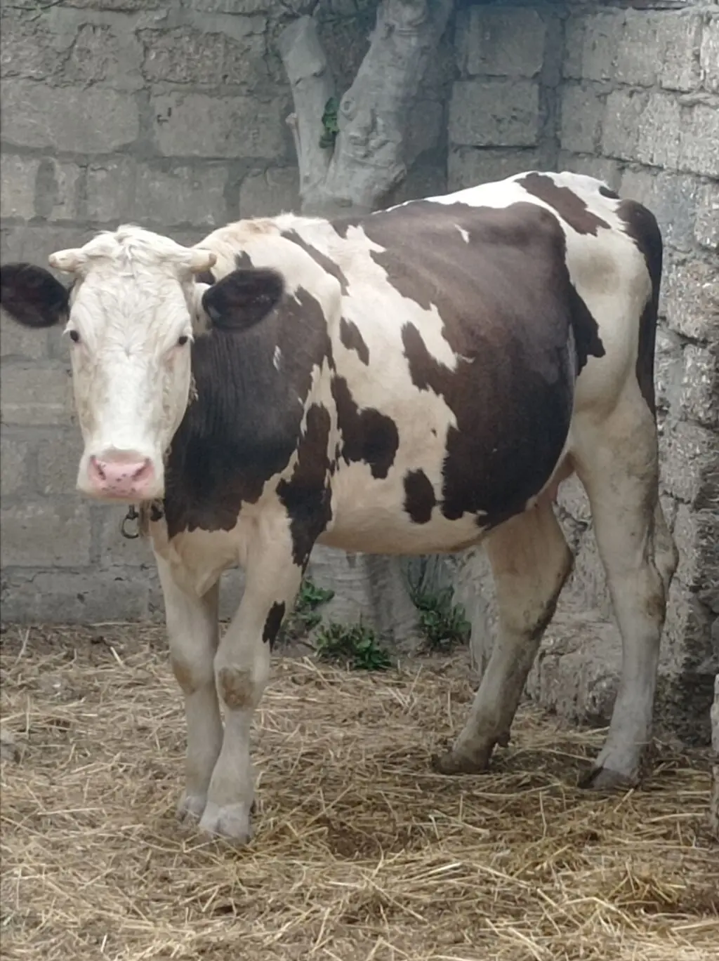 İnək — Heyvanlar, Quşlar, Balıqlar, Bakı