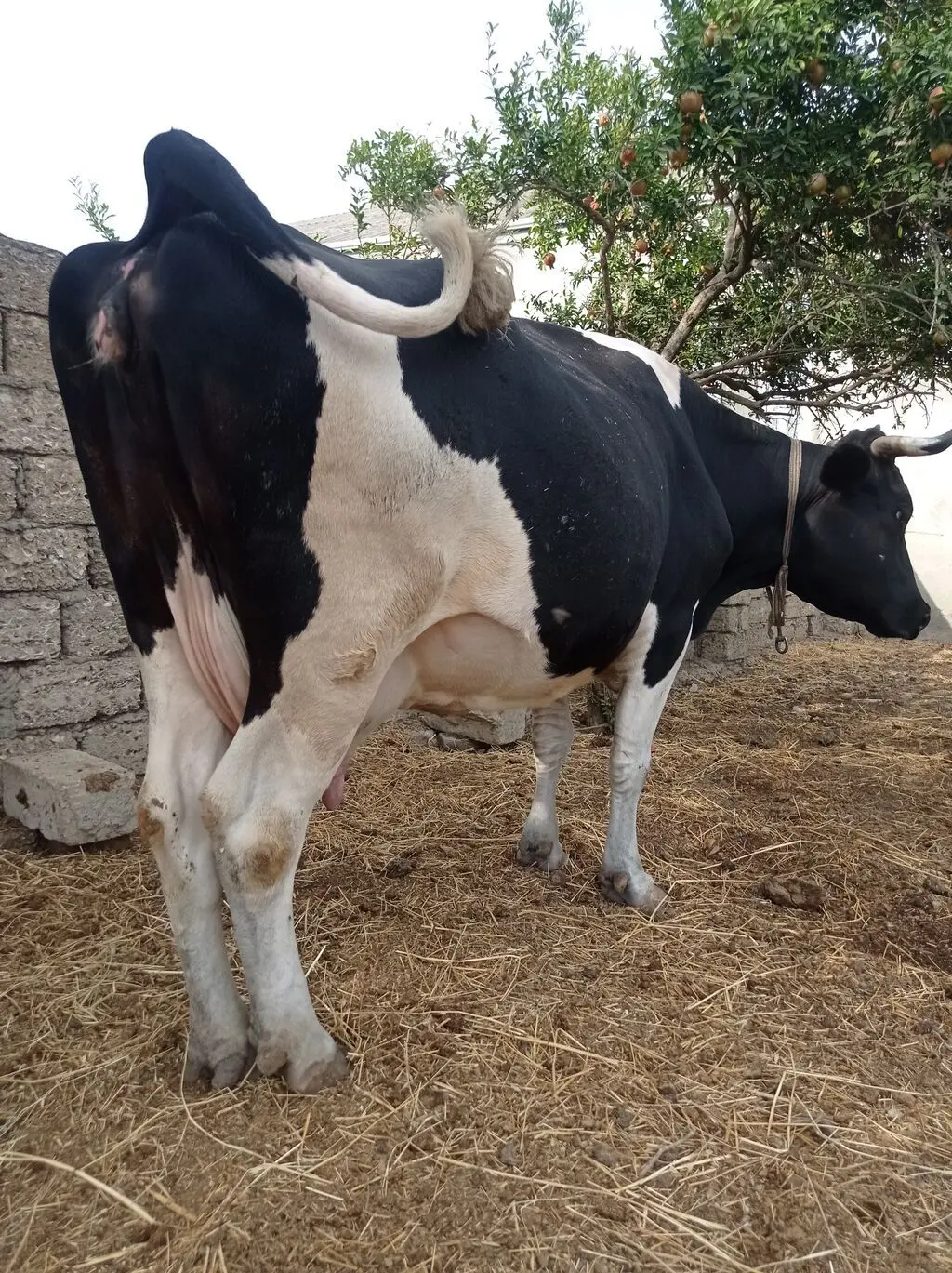 İnək — Heyvanlar, Quşlar, Balıqlar, Bakı