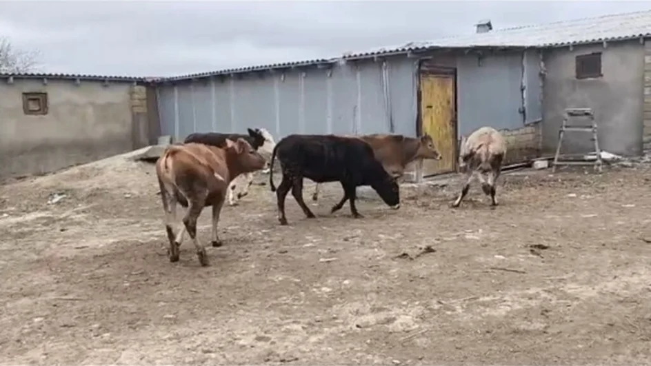 Düyə — Heyvanlar, Quşlar, Balıqlar, Bakı