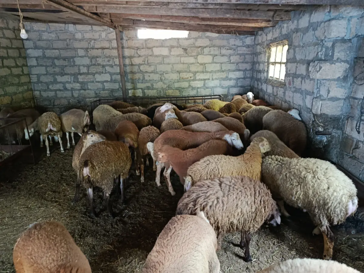 Quzular — Heyvanlar, Quşlar, Balıqlar, Yevlax