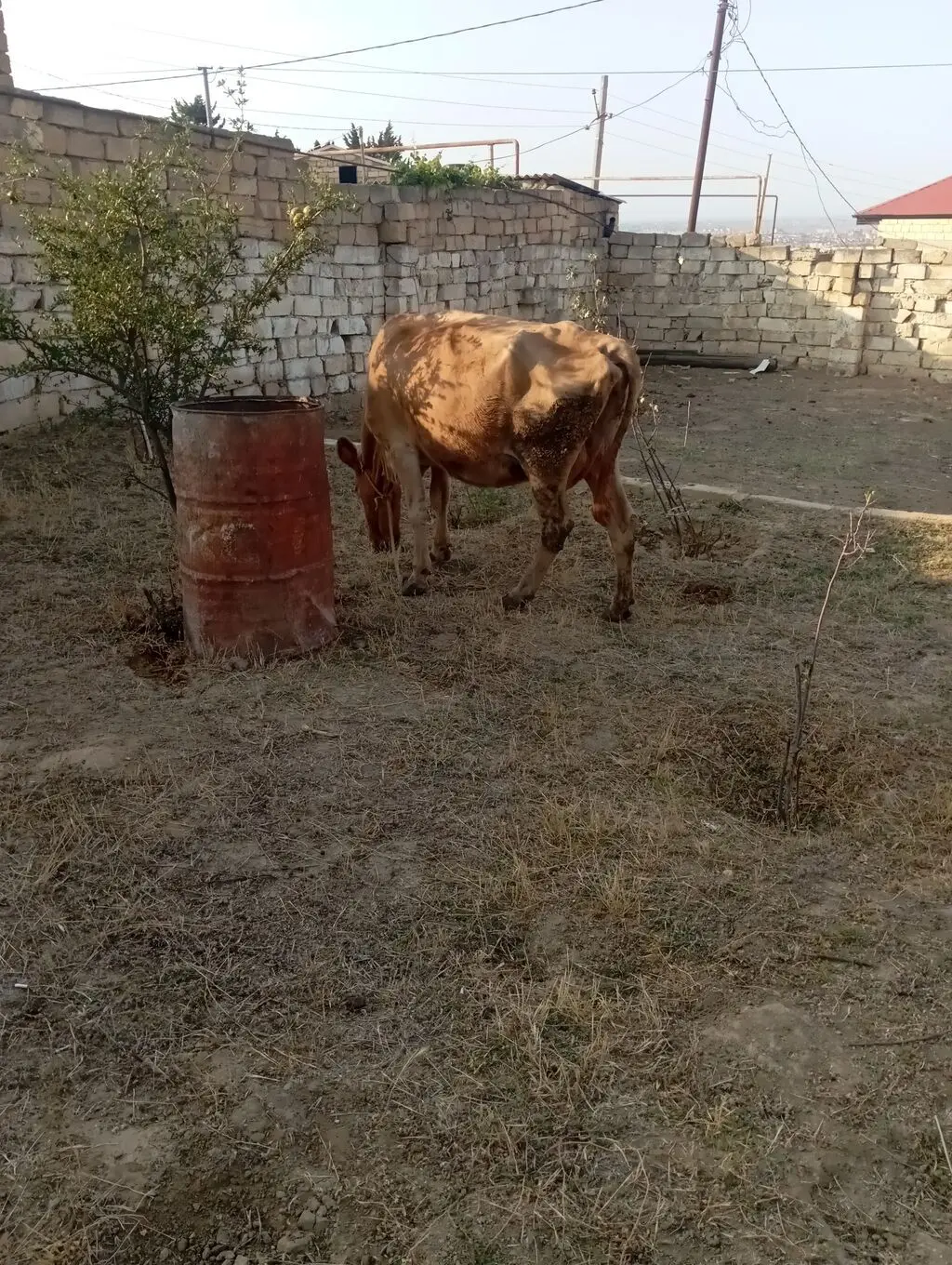 İnək — Heyvanlar, Quşlar, Balıqlar, Xırdalan