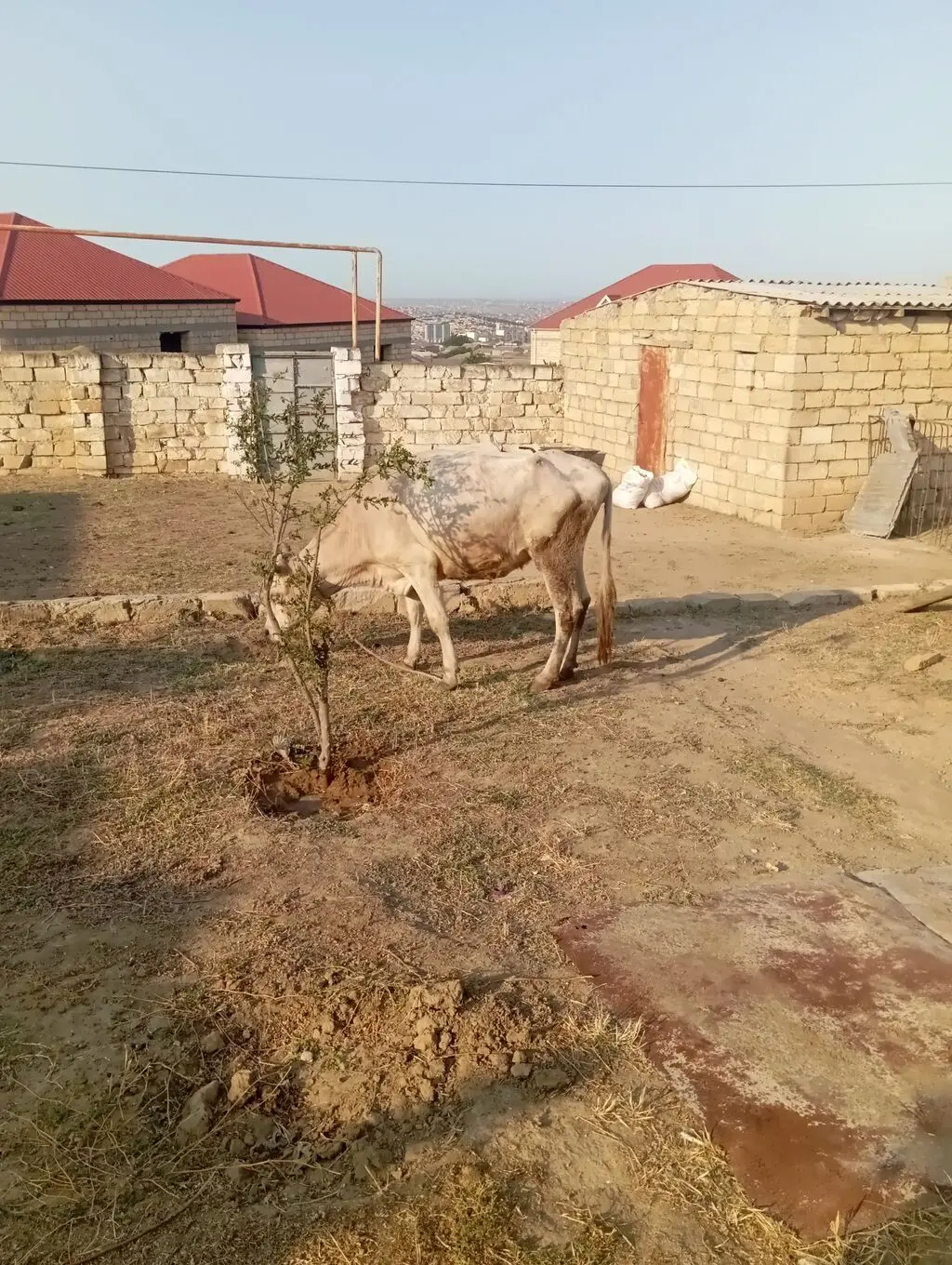 Düyə — Heyvanlar, Quşlar, Balıqlar, Xırdalan