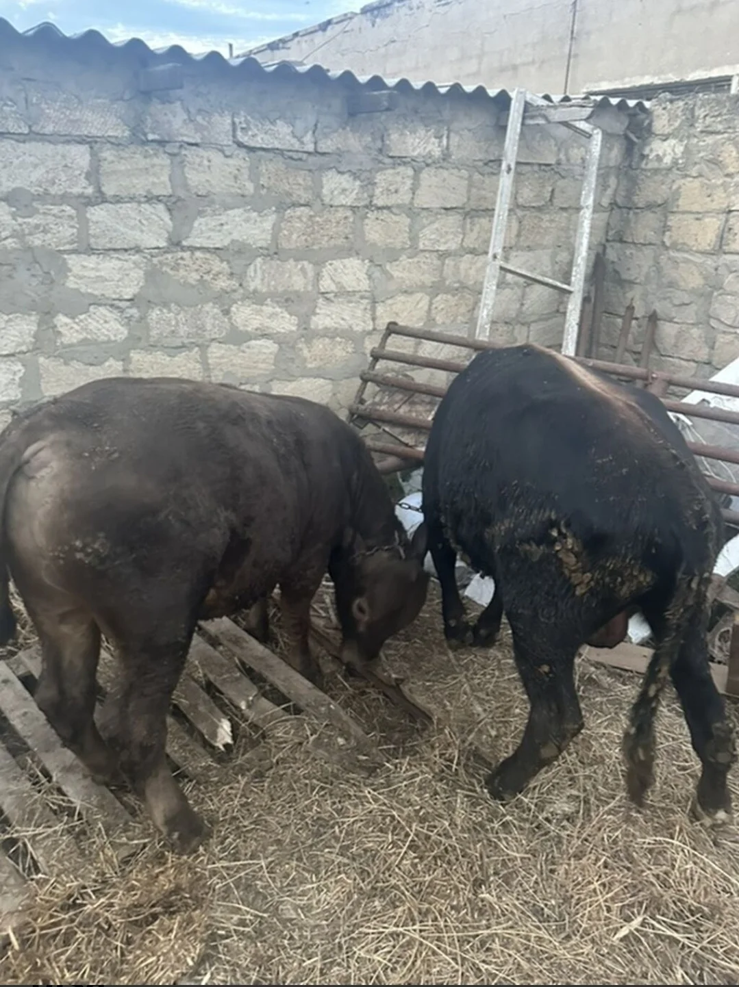 Dana — Heyvanlar, Quşlar, Balıqlar, Sumqayıt