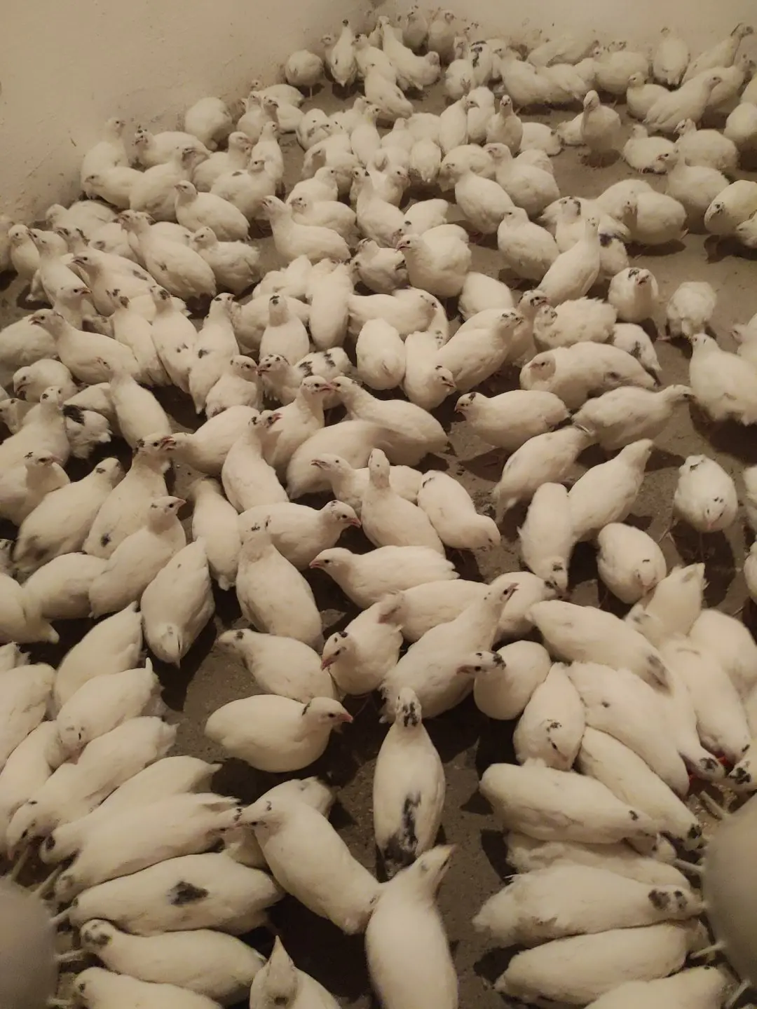 Bildirçin — Heyvanlar, Quşlar, Balıqlar, Şəmkir