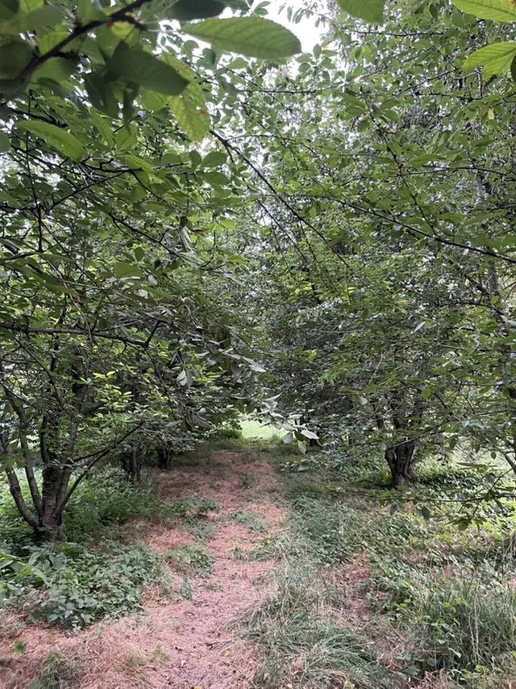 Meyvə bağı — Kənd Təsərrüfatı Əmlakı, Quba