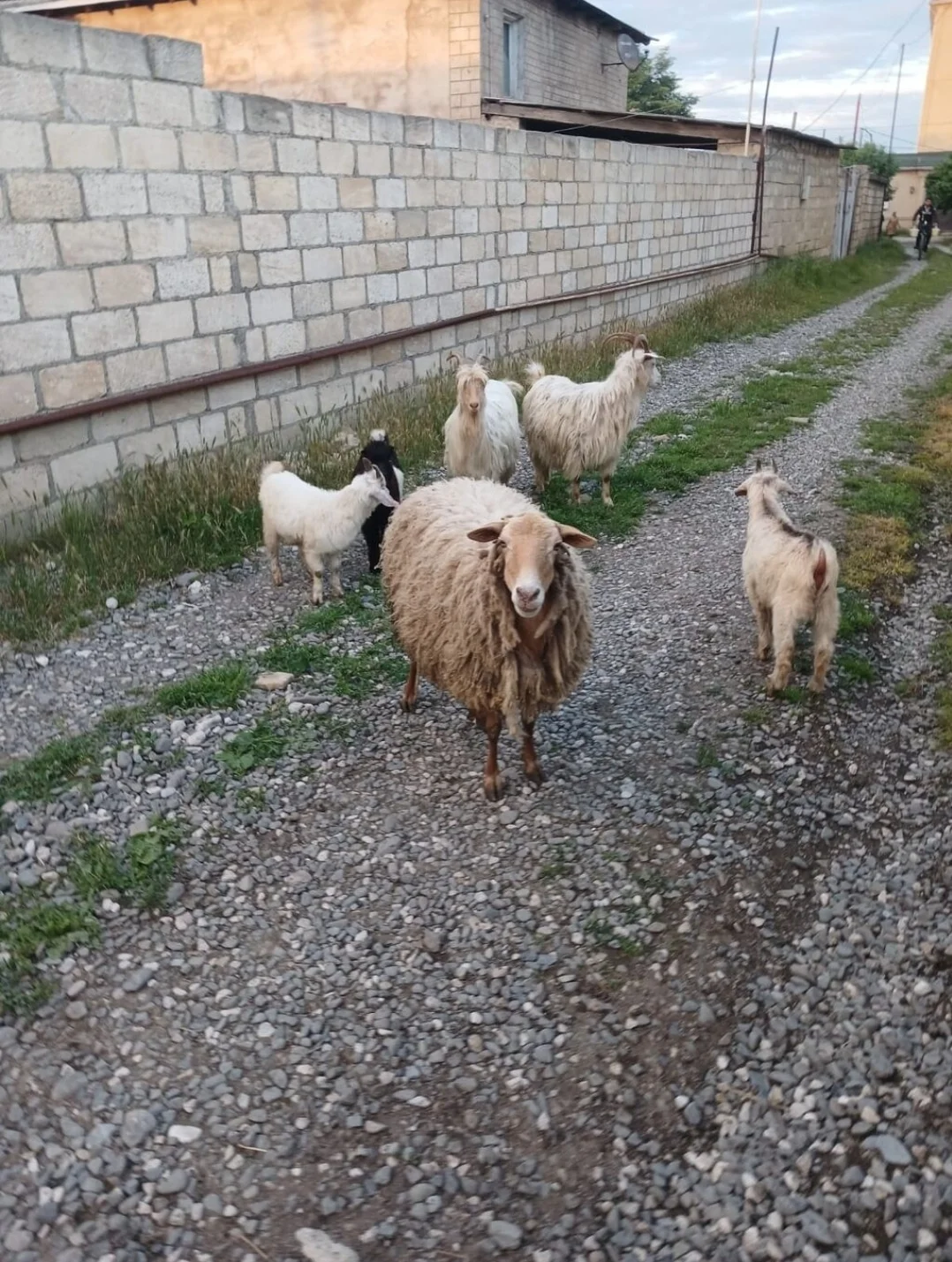 Qoyun — Heyvanlar, Quşlar, Balıqlar, Quba
