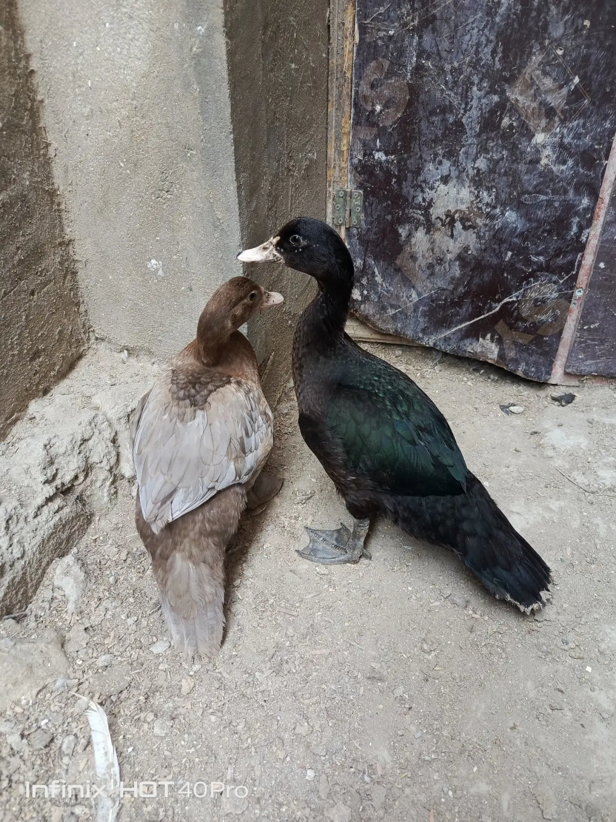 Ördək — Heyvanlar, Quşlar, Balıqlar, Bakı