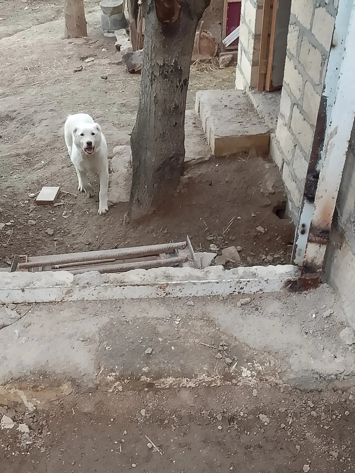 İt — Heyvanlar, Quşlar, Balıqlar, Şəmkir