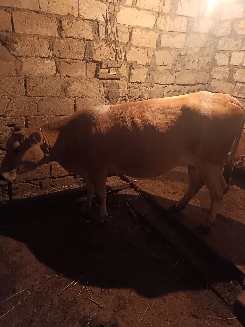 Balalı inək — Heyvanlar, Quşlar, Balıqlar, Bakı