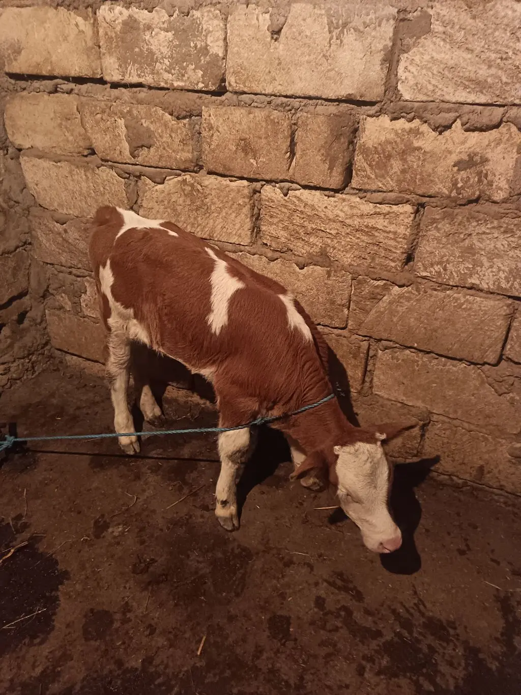 Balalı inək — Heyvanlar, Quşlar, Balıqlar, Bakı