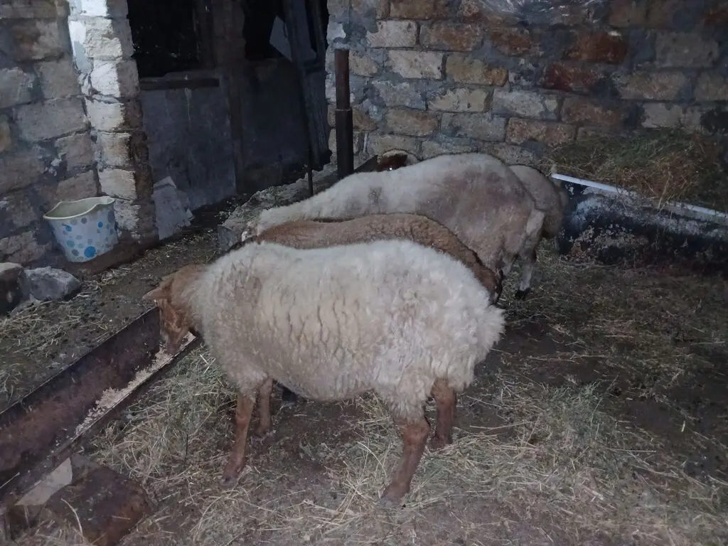 Qoyunlar — Heyvanlar, Quşlar, Balıqlar, Bakı