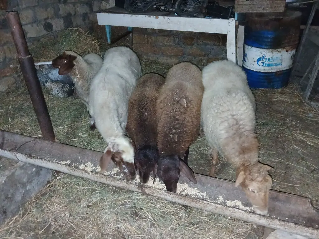 Qoyunlar — Heyvanlar, Quşlar, Balıqlar, Bakı