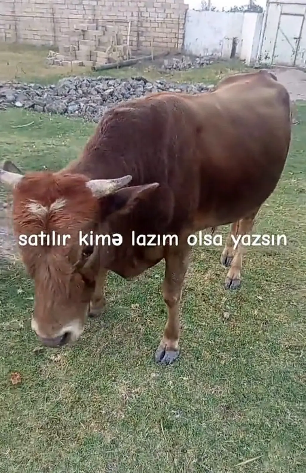 Dana — Heyvanlar, Quşlar, Balıqlar, Kürdəmir