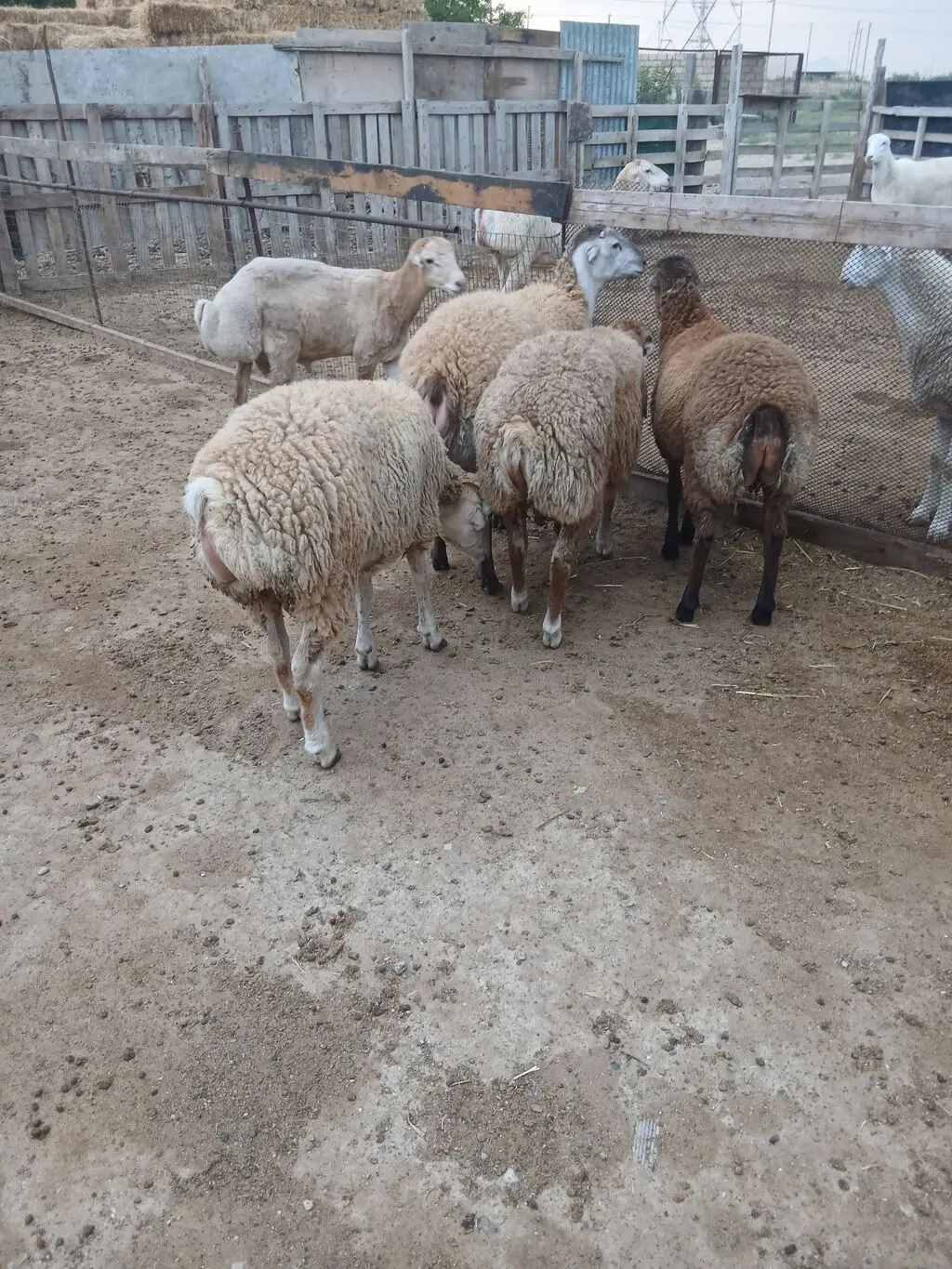 Quzular — Heyvanlar, Quşlar, Balıqlar, Sumqayıt