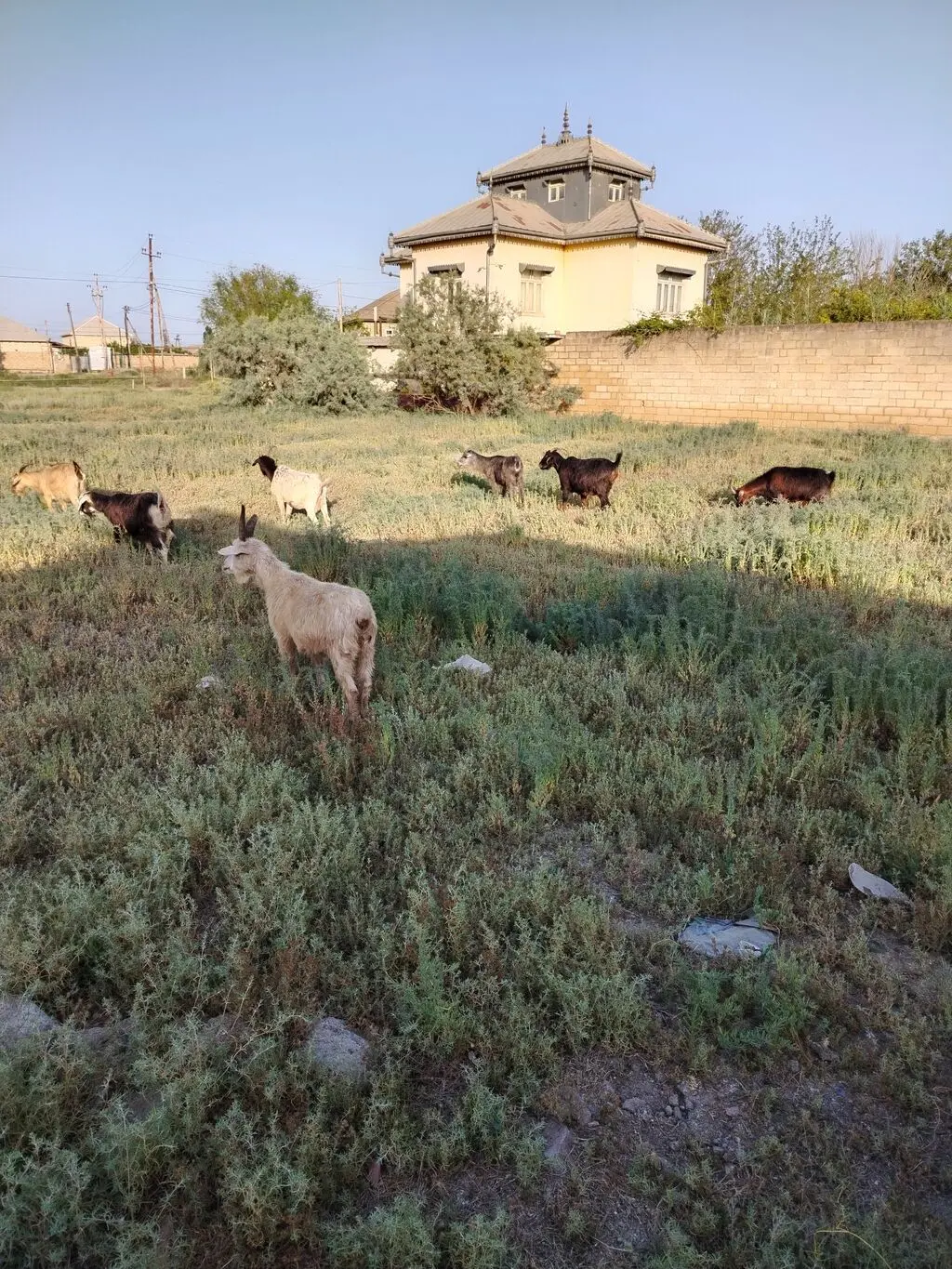 Keçilər — Heyvanlar, Quşlar, Balıqlar, Salyan