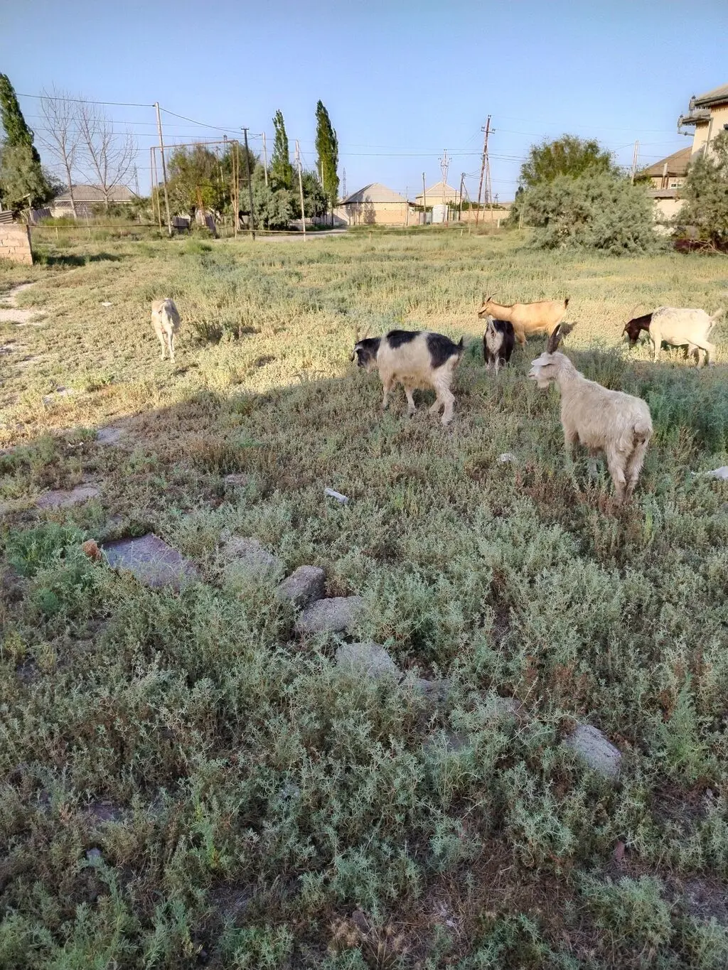 Keçilər — Heyvanlar, Quşlar, Balıqlar, Salyan