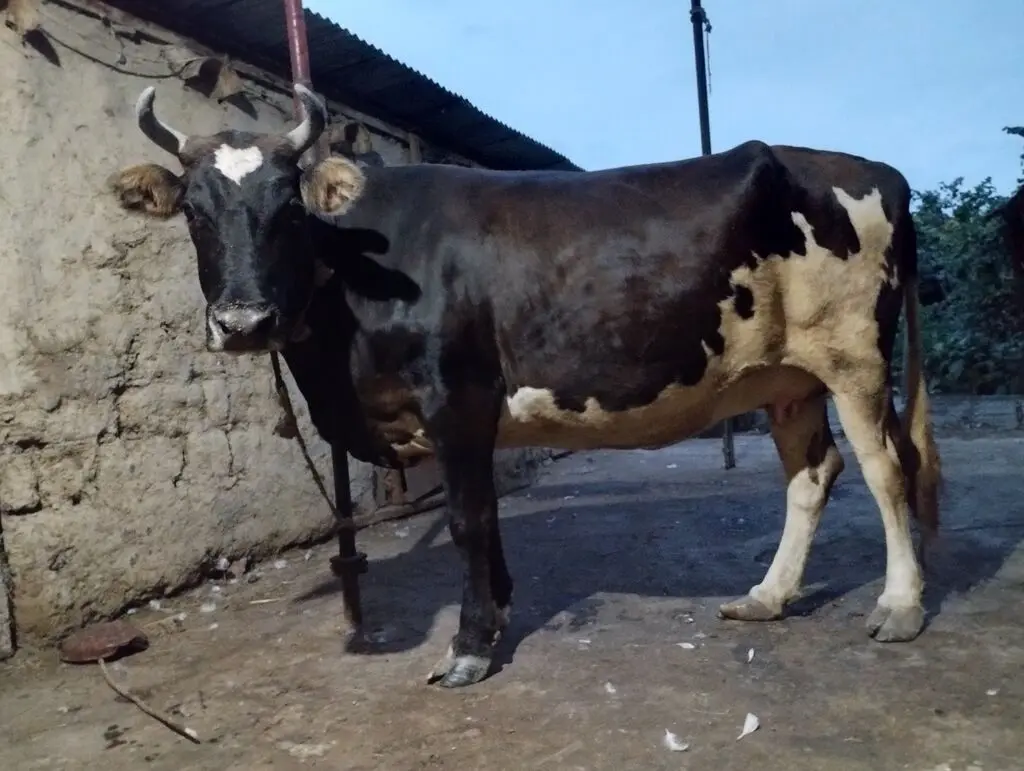 İnək — Heyvanlar, Quşlar, Balıqlar, Xaçmaz
