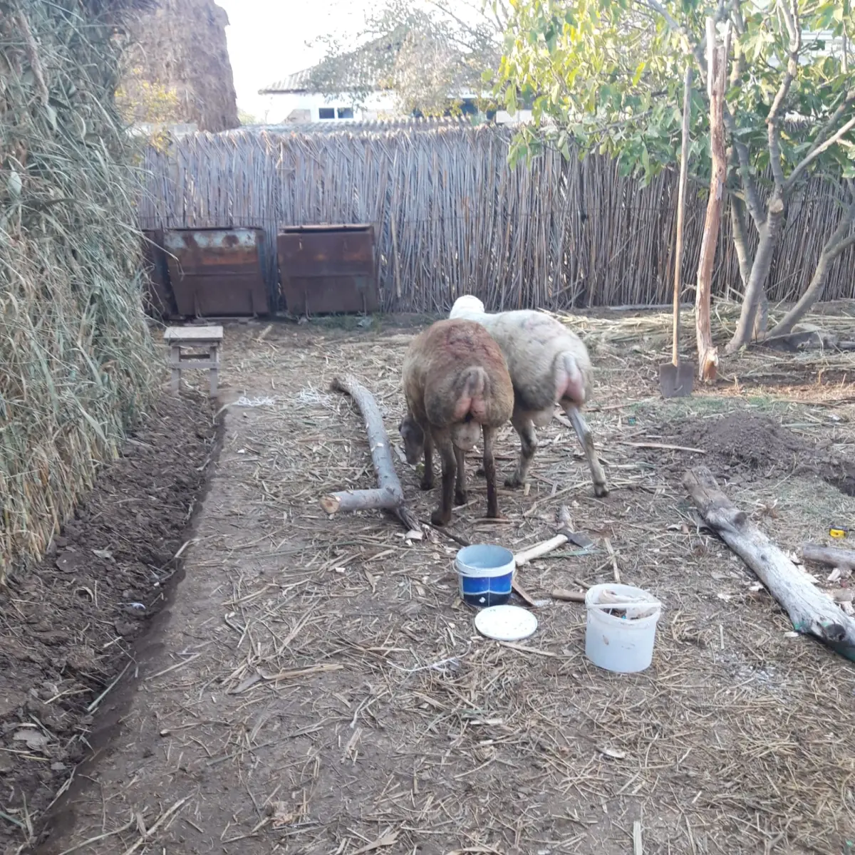 Quzular — Heyvanlar, Quşlar, Balıqlar, Beyləqan