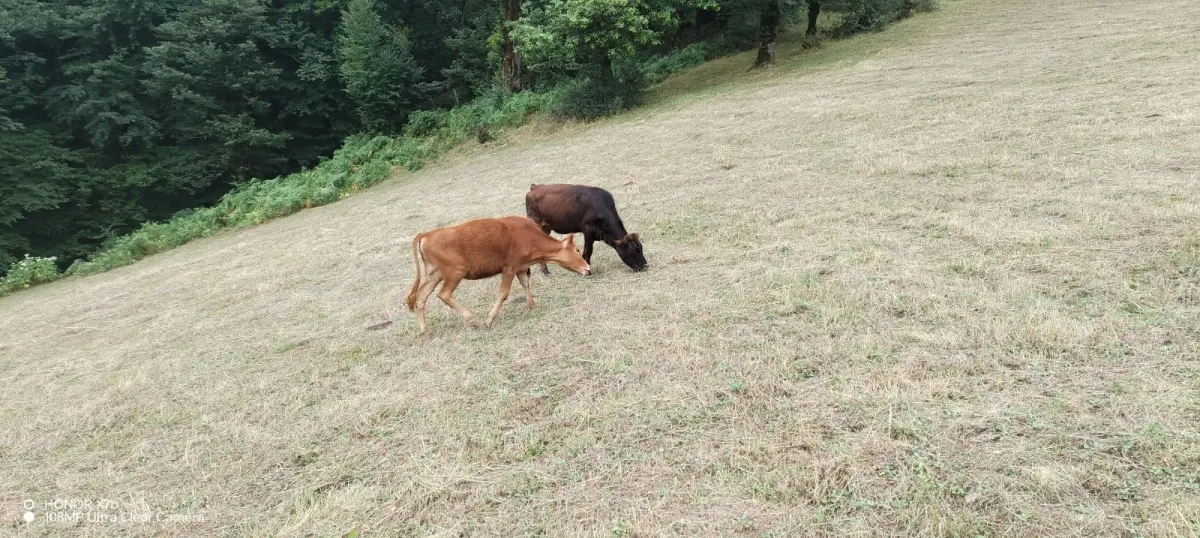 Balalı inək — Heyvanlar, Quşlar, Balıqlar, Astara