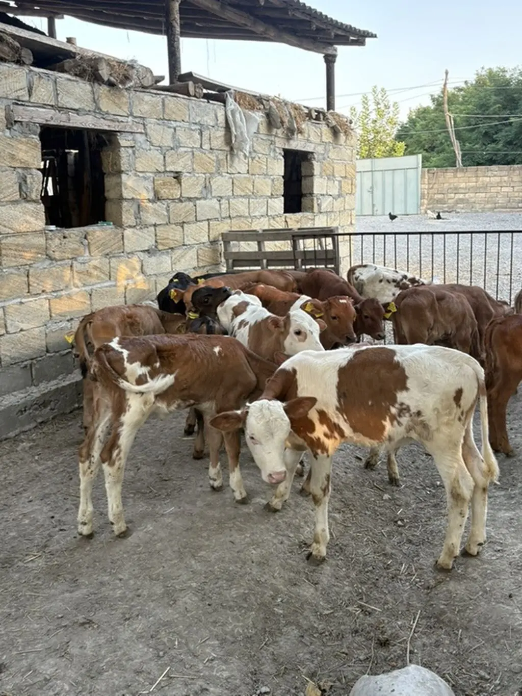 Buzov — Heyvanlar, Quşlar, Balıqlar, Şəki