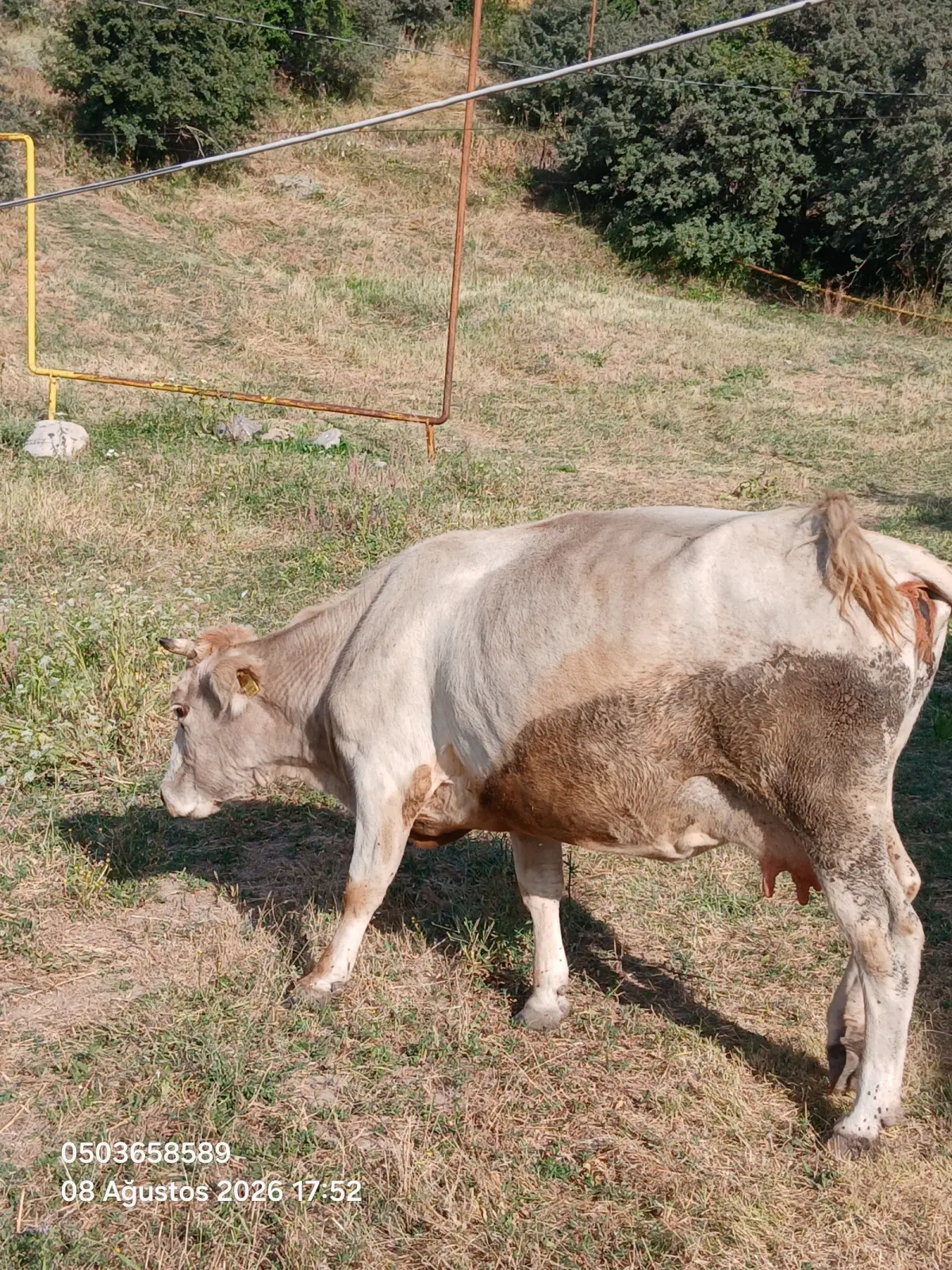 Balalı inək — Heyvanlar, Quşlar, Balıqlar, Şahbuz