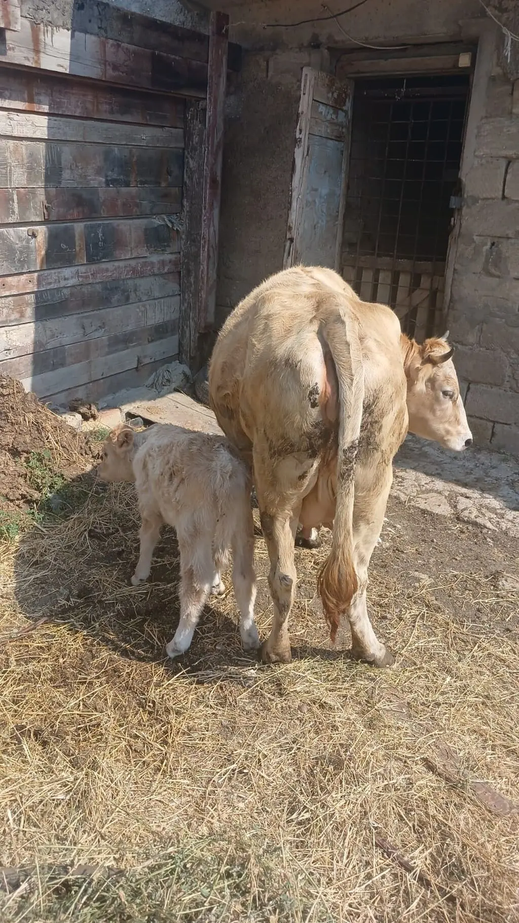 Balalı inək — Heyvanlar, Quşlar, Balıqlar, Sumqayıt