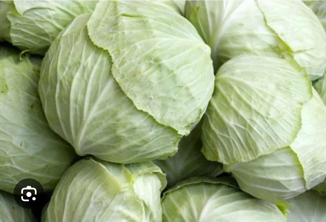 Cabbage — Vegetables and Greens, Aghdash