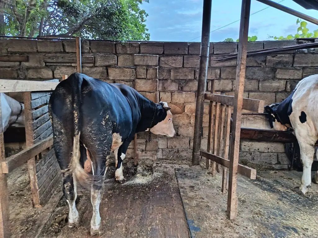 Danalar — Heyvanlar, Quşlar, Balıqlar, Sumqayıt