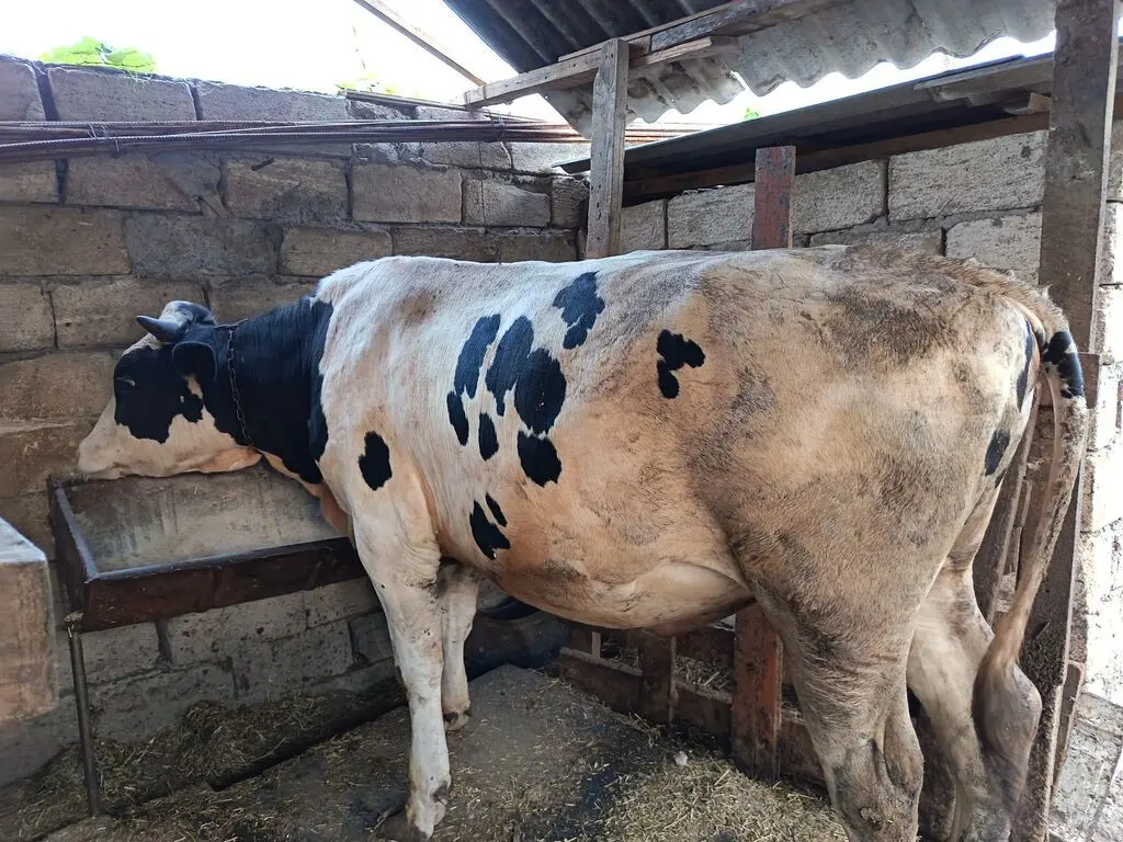 Danalar — Heyvanlar, Quşlar, Balıqlar, Sumqayıt