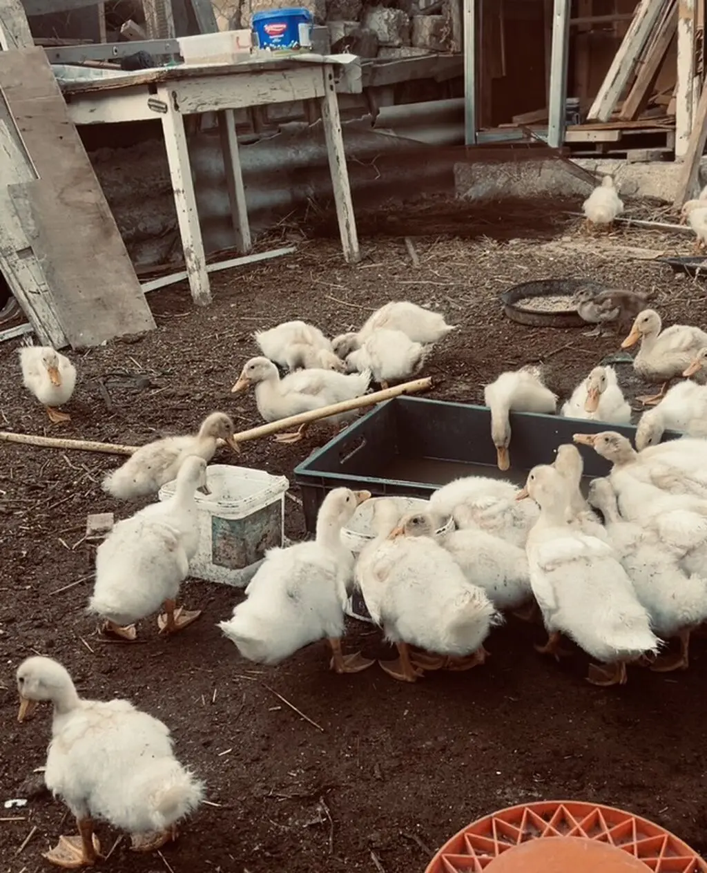 Ördək balası — Heyvanlar, Quşlar, Balıqlar, Bakı