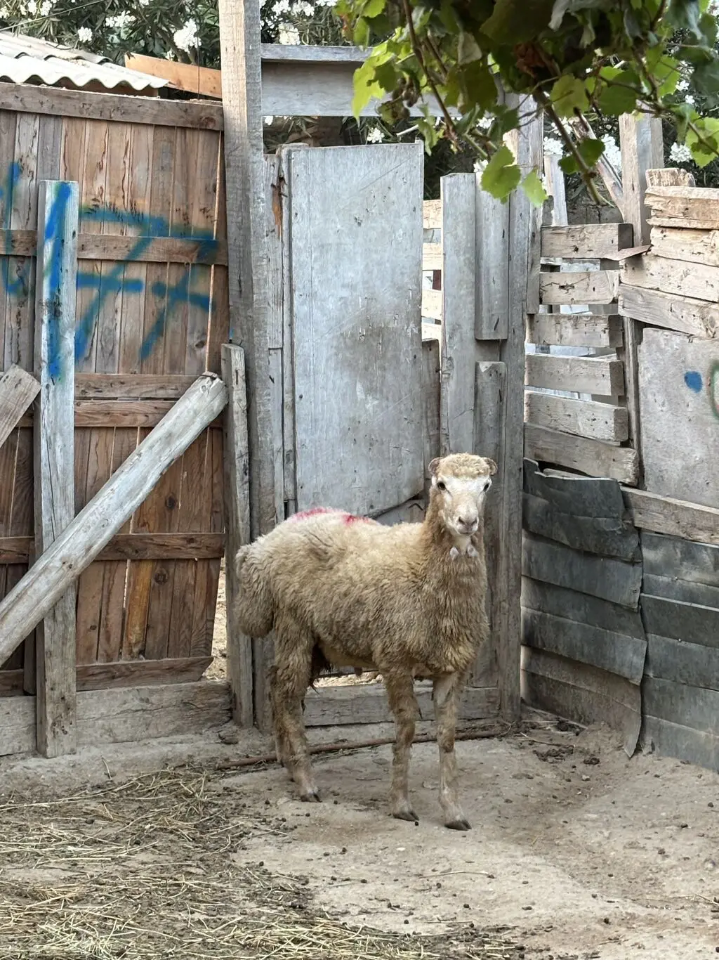 Quzular — Heyvanlar, Quşlar, Balıqlar, Balakən