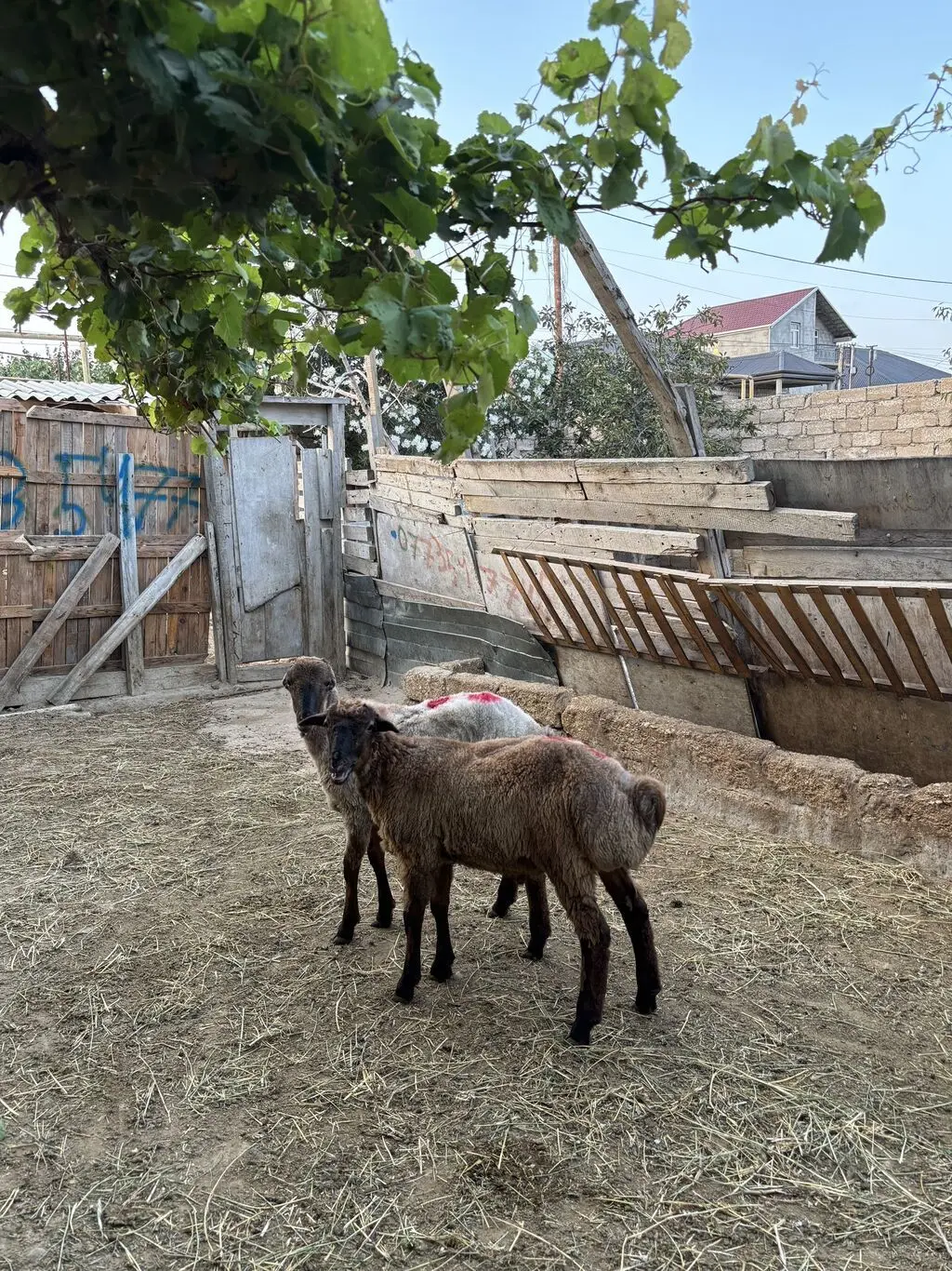Quzular — Heyvanlar, Quşlar, Balıqlar, Balakən