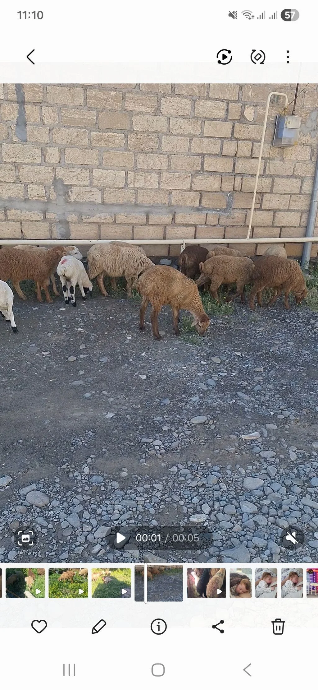 Quzu — Heyvanlar, Quşlar, Balıqlar, Gəncə