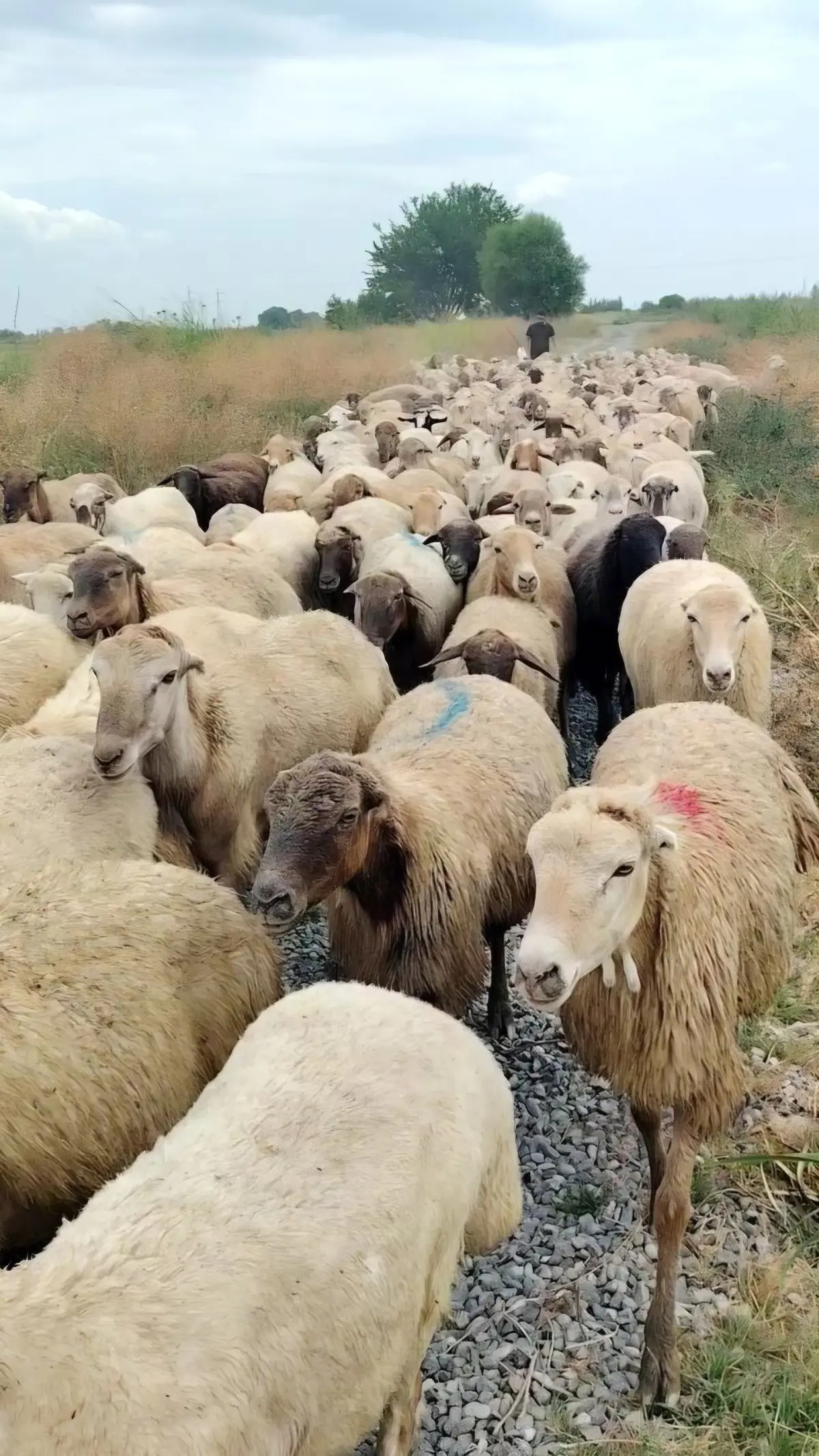 Qoyunlar — Heyvanlar, Quşlar, Balıqlar, Yevlax
