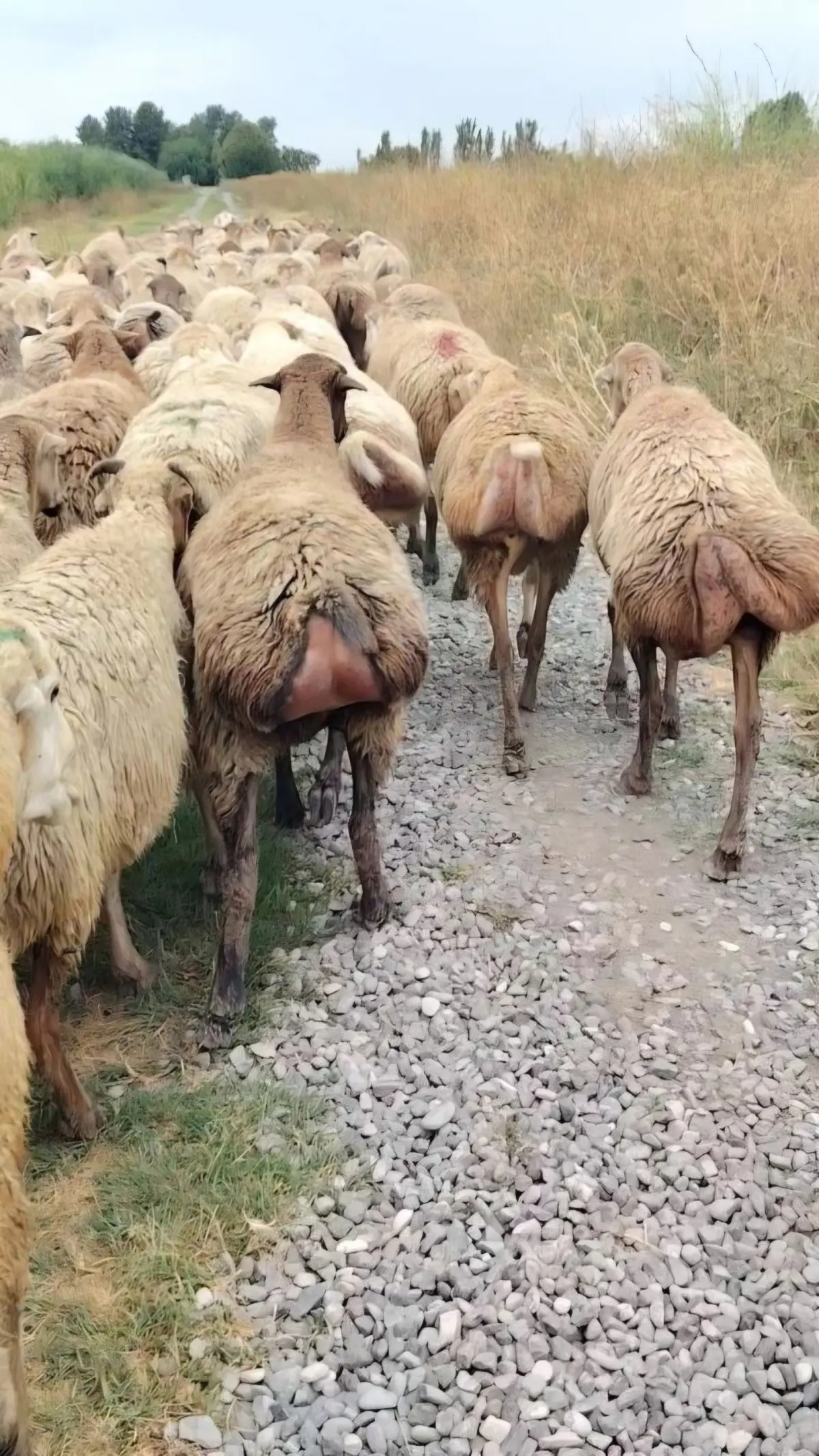 Qoyunlar — Heyvanlar, Quşlar, Balıqlar, Yevlax
