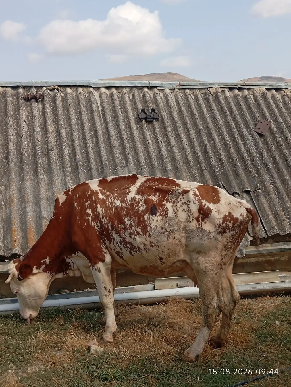 İnək — Heyvanlar, Quşlar, Balıqlar, Qobustan