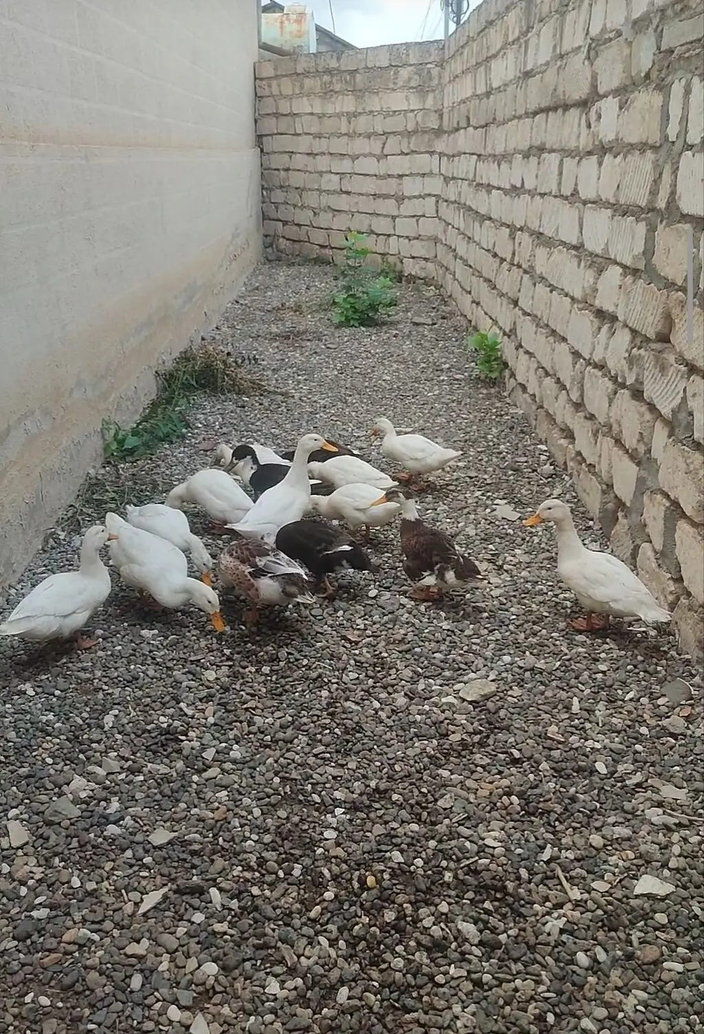 Ördəklər — Heyvanlar, Quşlar, Balıqlar, Ağstafa