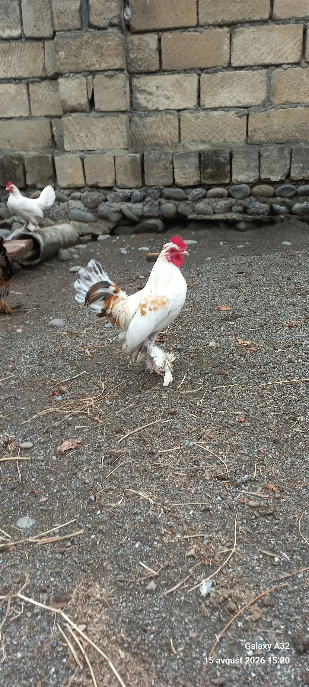 Toyuqlar — Heyvanlar, Quşlar, Balıqlar, Lənkəran