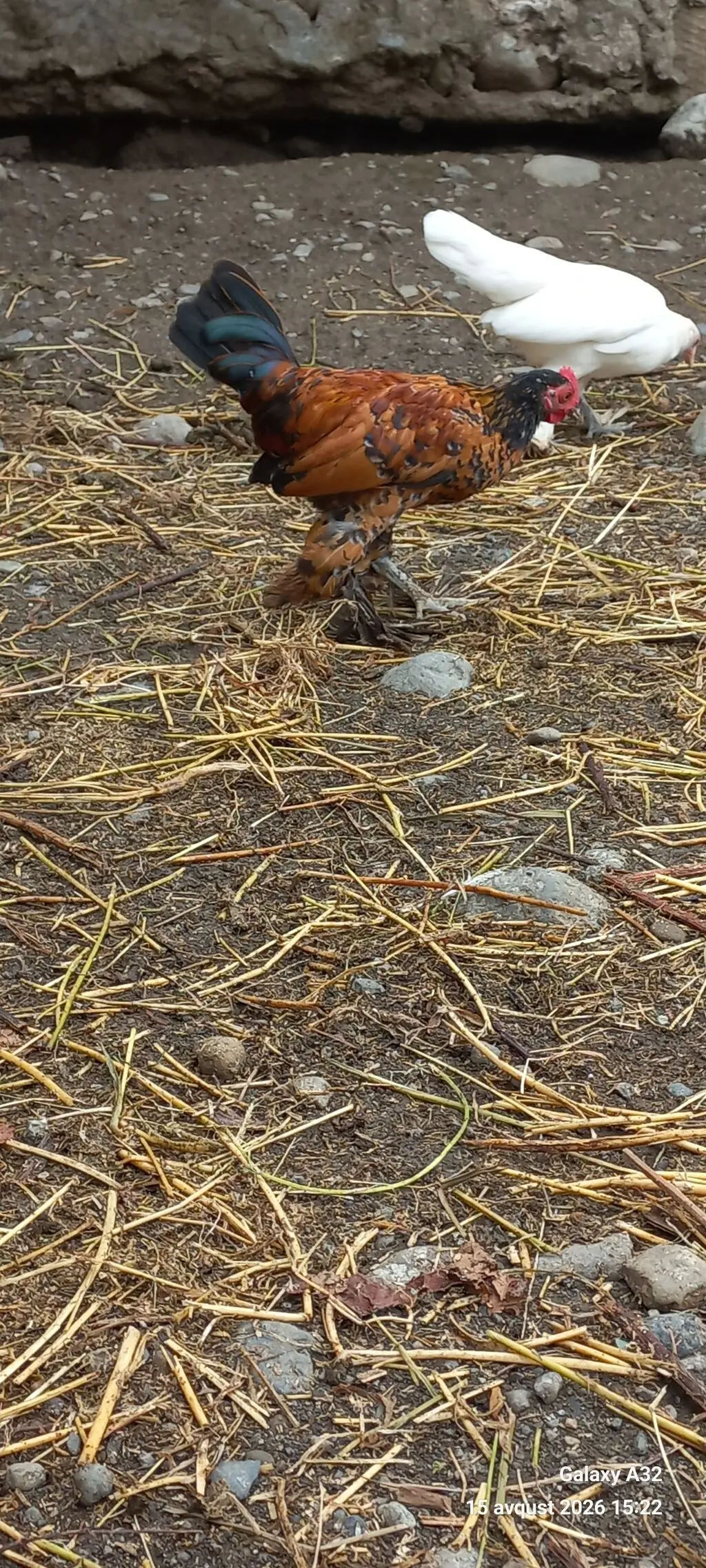 Toyuqlar — Heyvanlar, Quşlar, Balıqlar, Lənkəran
