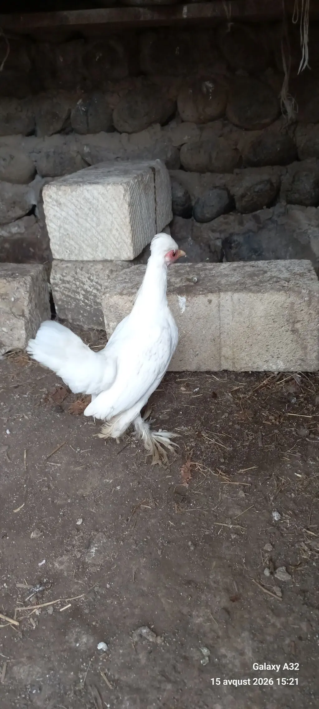 Toyuqlar — Heyvanlar, Quşlar, Balıqlar, Lənkəran