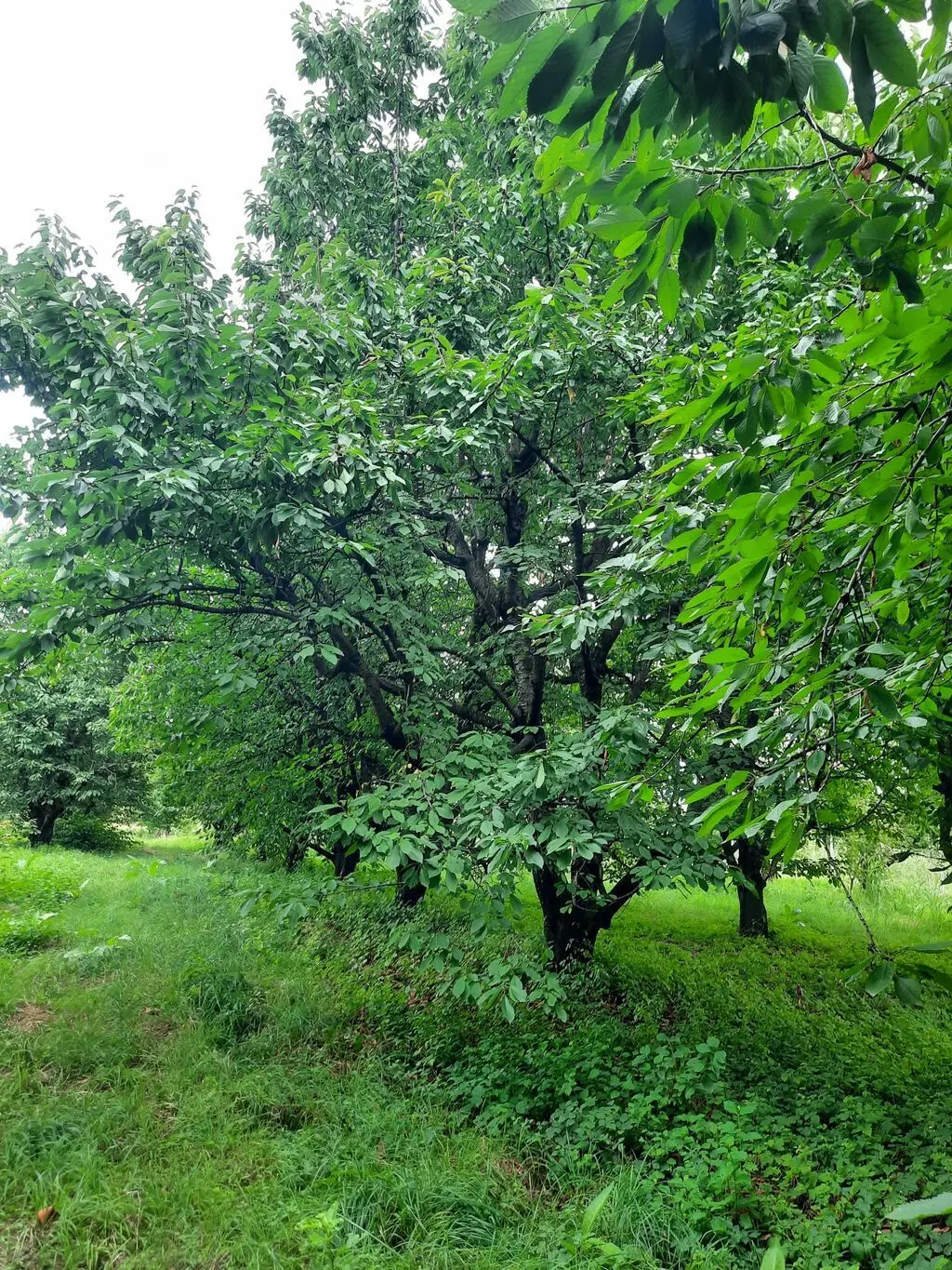 Meyvə bağı — Kənd Təsərrüfatı Əmlakı, Quba